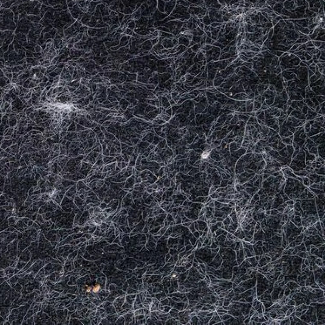 Close-up of a dark surface covered in white pet hair.