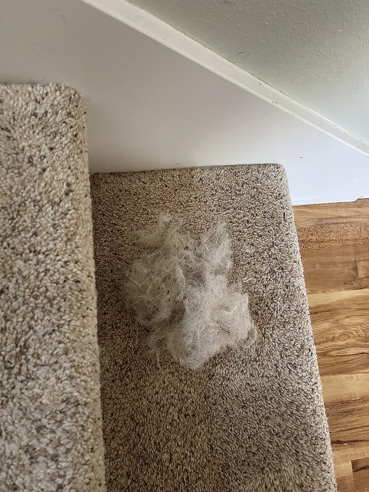 A clump of white pet hair on a beige carpeted staircase.